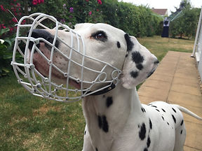 110 Howard dalmation.JPG